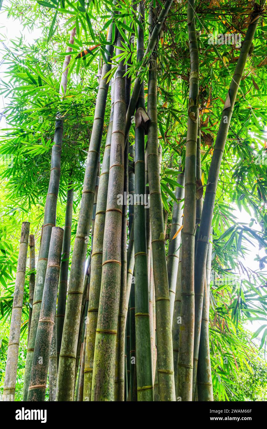 Huge bamboo plants in the rainforest climate. Bamboos are a diverse ...