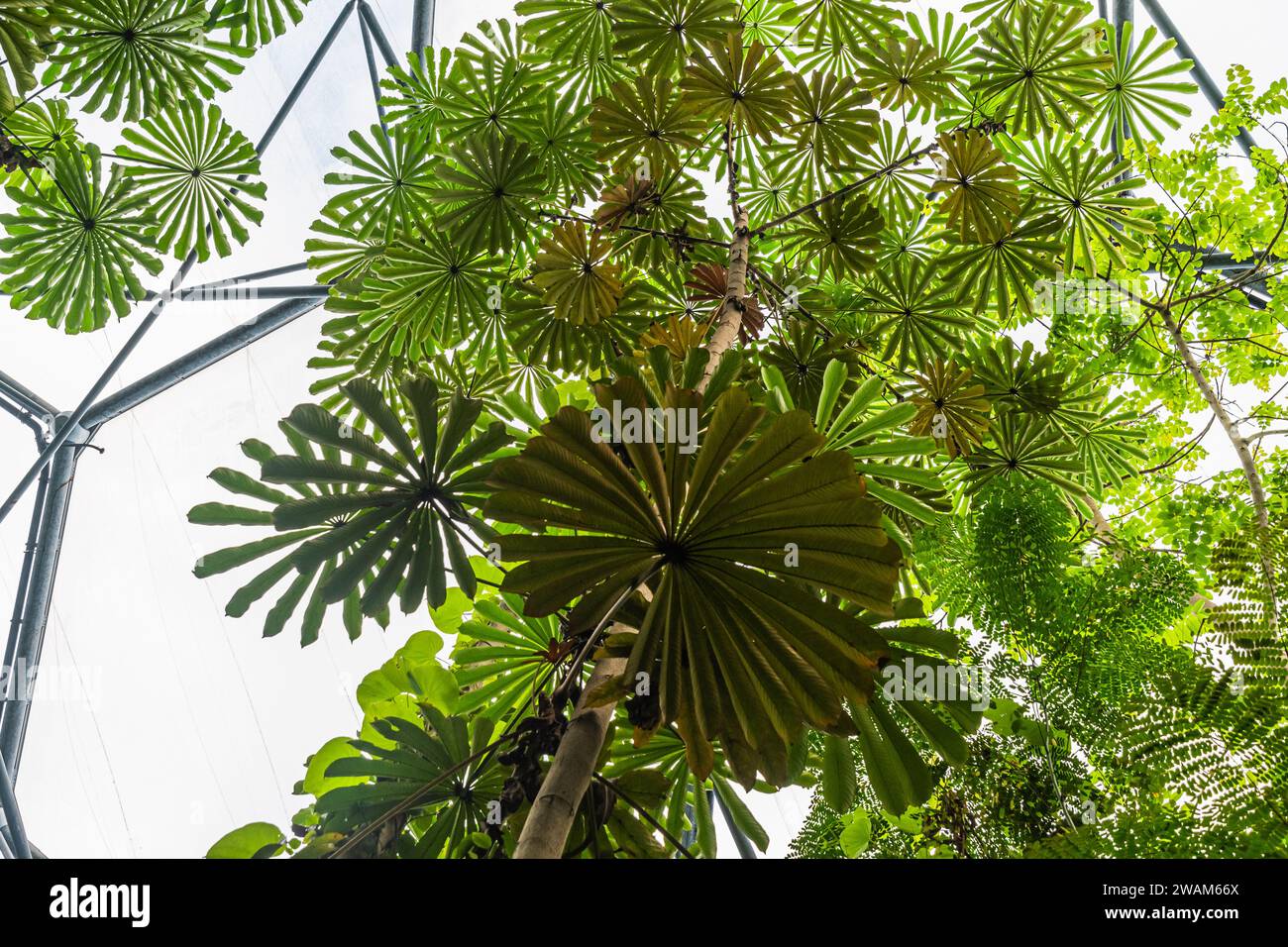 Large rainforest plant cecropia tree taken from below Stock Photo
