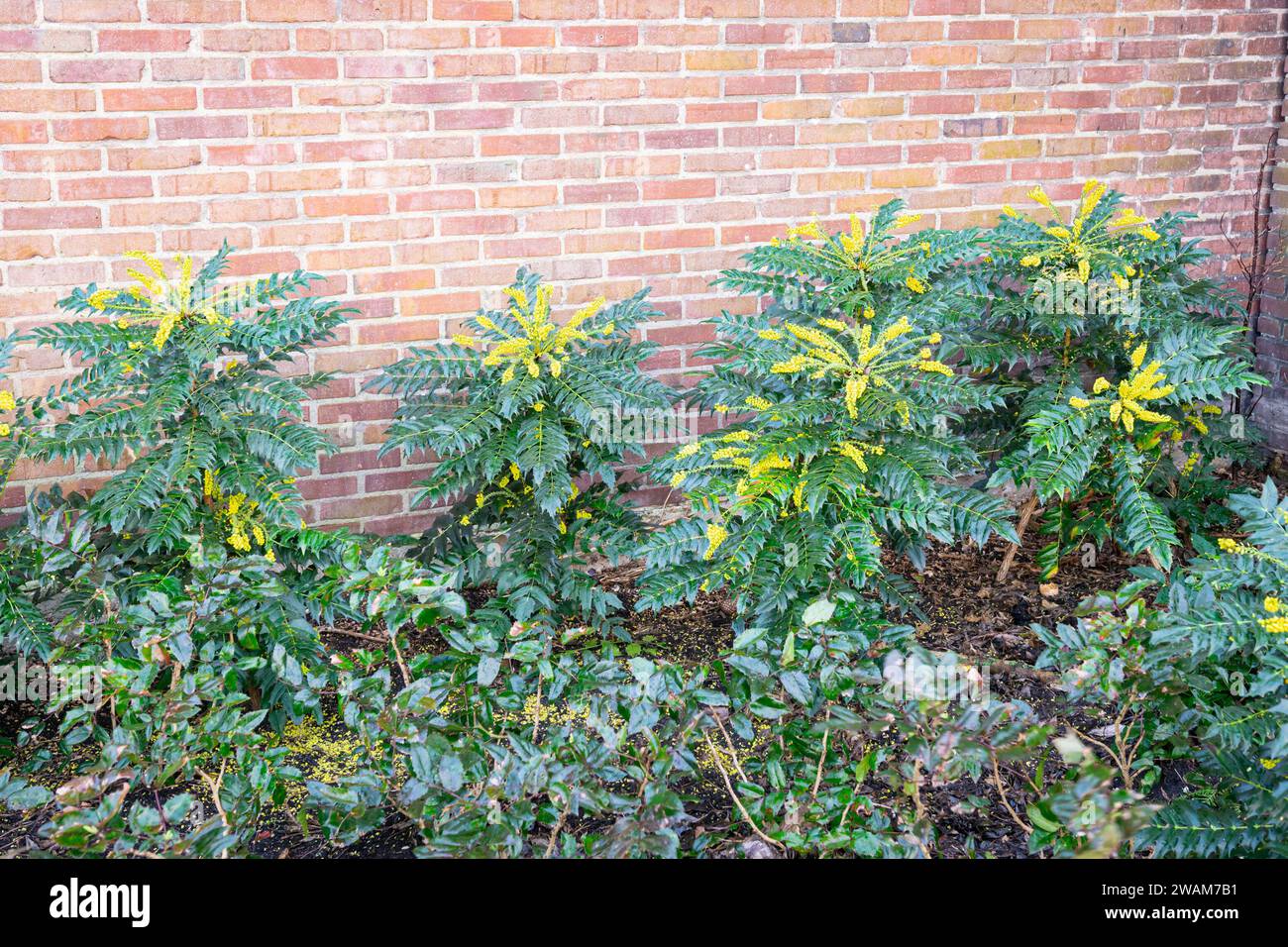 Mahonia japonica with vibrant yellow flowers growing along a wall in winter. Stock Photo
