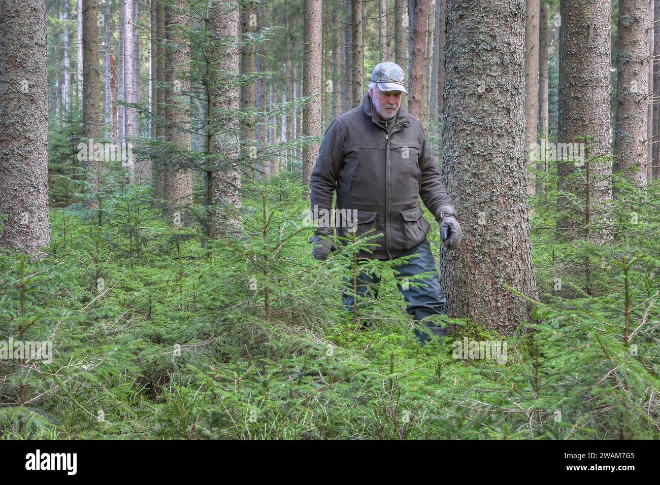A senior citizen explores the forest full of activity and a sense of adventure spirit and crossing young spruce trees. Stock Photo