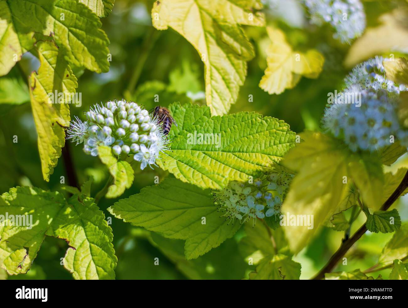 Bumble bee on Spiraea chamaedryfolia flowers in park outdoors in Europe Stock Photo
