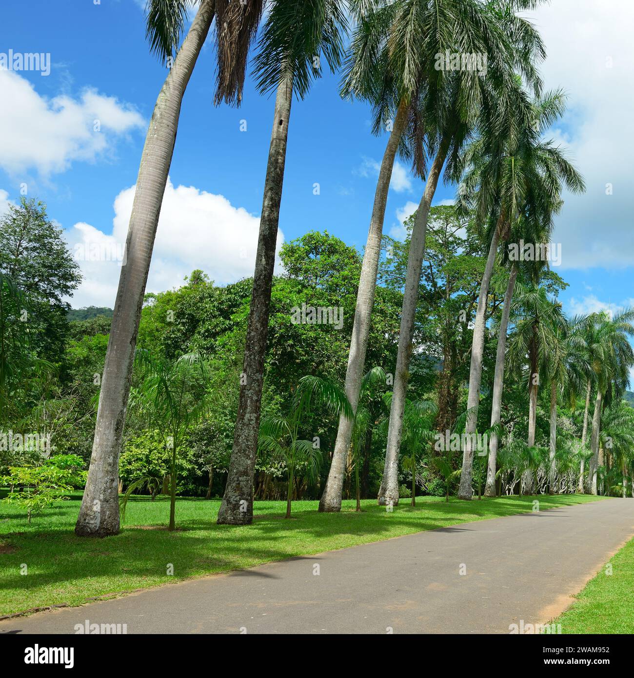 Tall palm trees in hi-res stock photography and images - Alamy