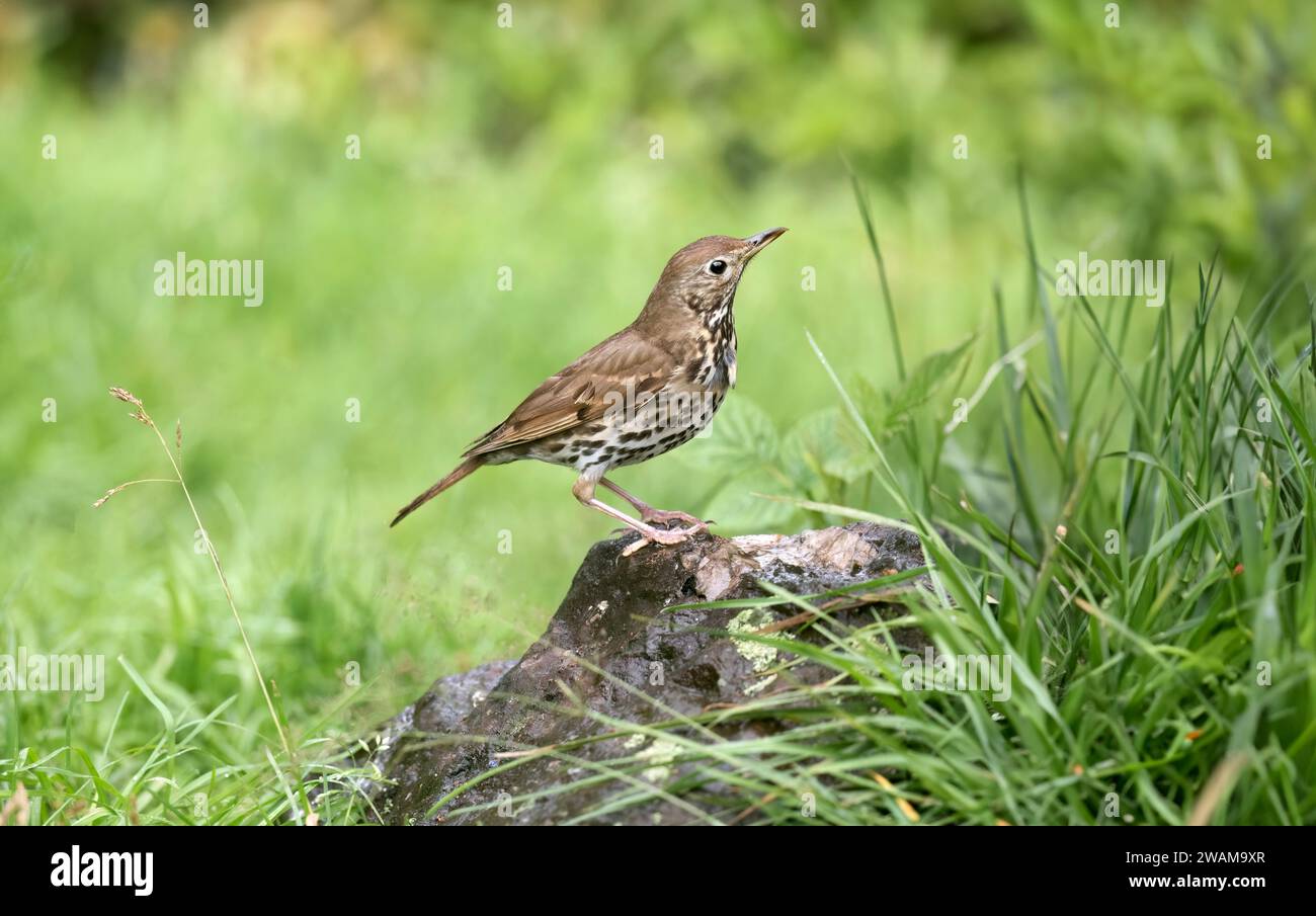 Thrush perched on a rock calling in the summer close up Stock Photo