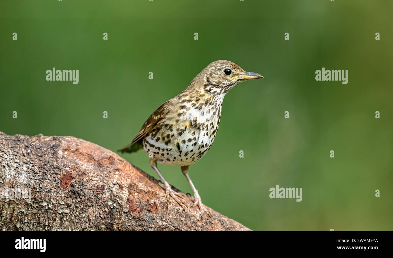 Thrush perched on a branch calling in the summer close up Stock Photo