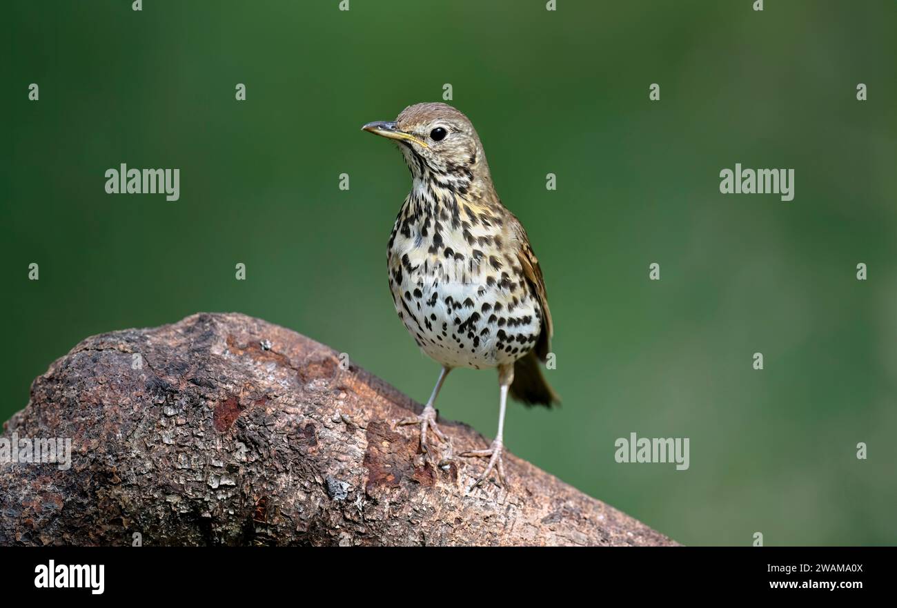Thrush perched on a branch calling in the summer close up Stock Photo