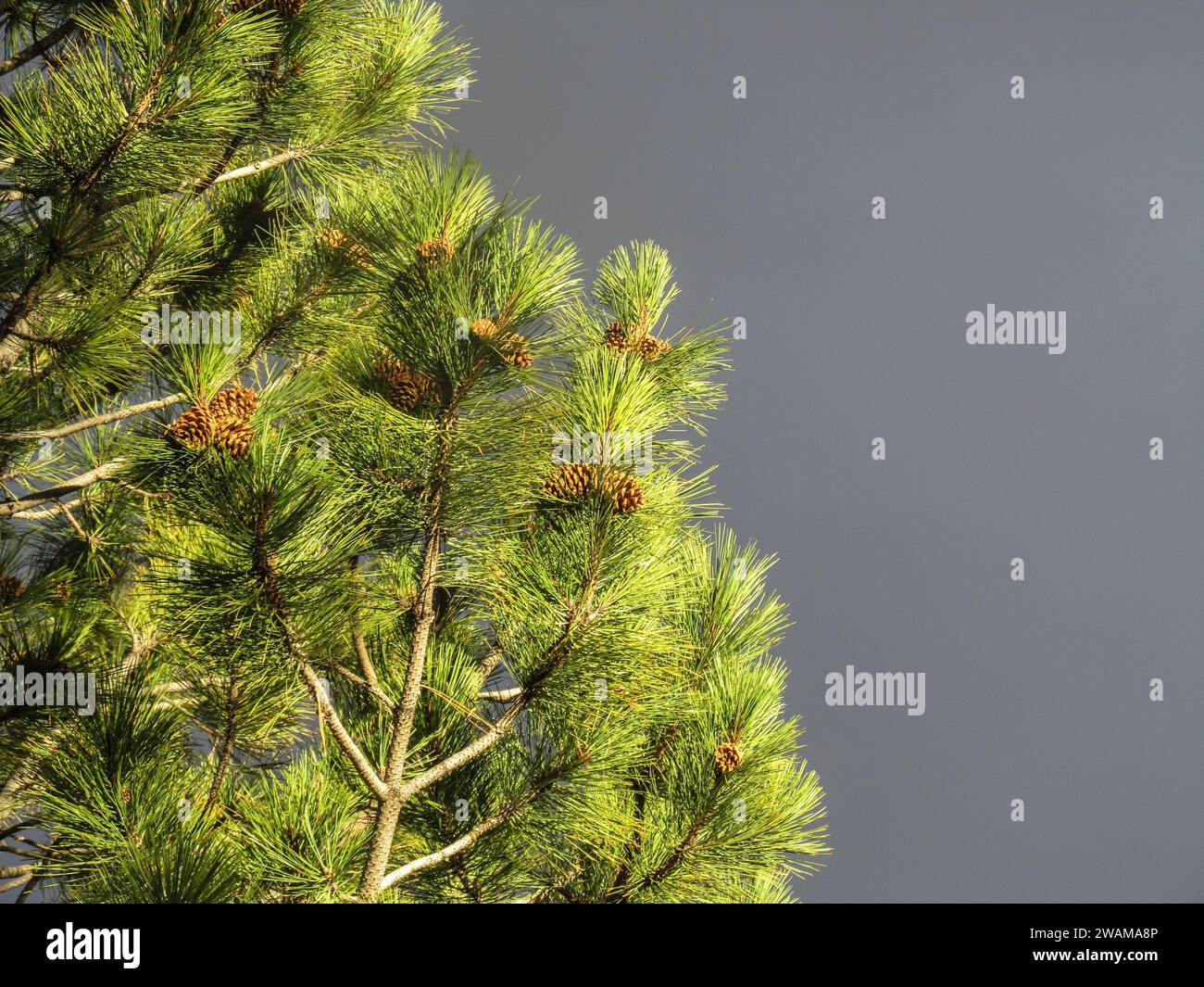 Needles and pines of a Ponderosa Pine, Pinus ponderosa,  in the golden afternoon light Stock Photo