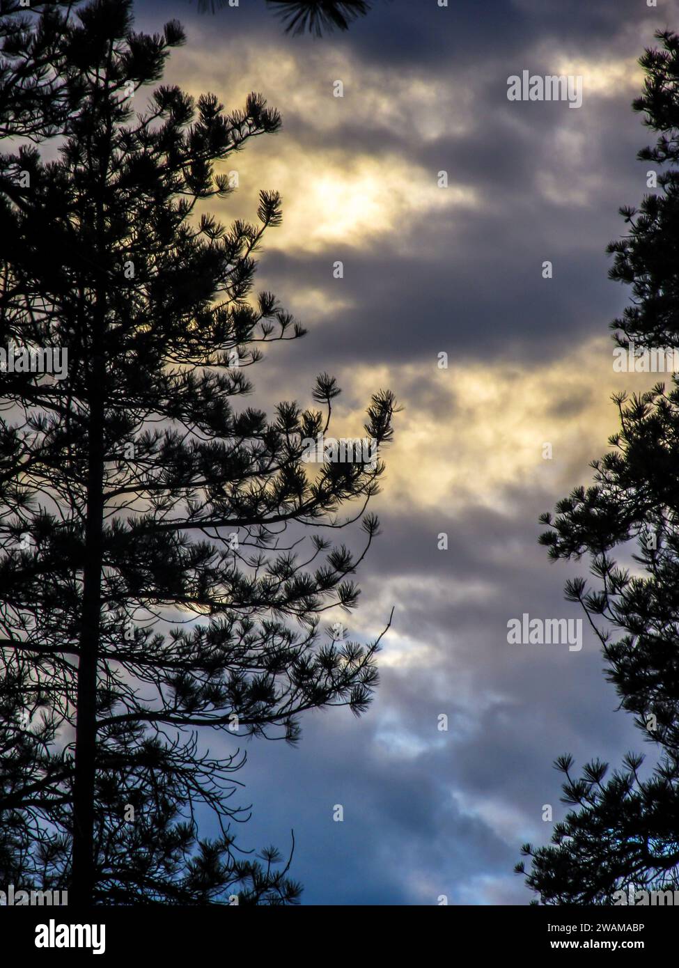 Gold blue and grey sunrise with the silhouettes of pine trees in the foreground Stock Photo