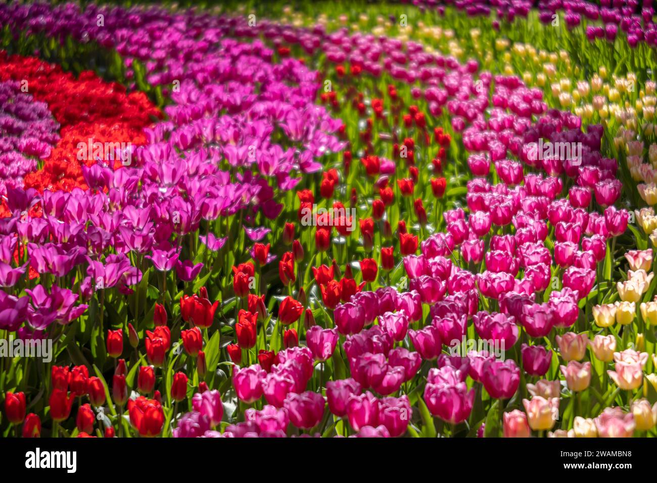Keukenhof flower garden - largest tulip park in world, Lisse ...