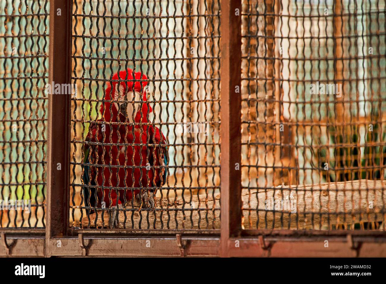 macaw parrot sits in an aviary in a nature reserve. Conservation of ...