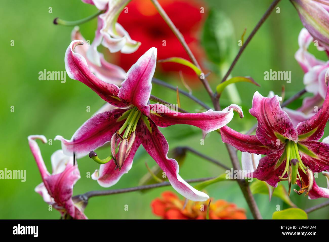 Close up of Japanese lilies (lilium speciosum) flowers in bloom Stock Photo