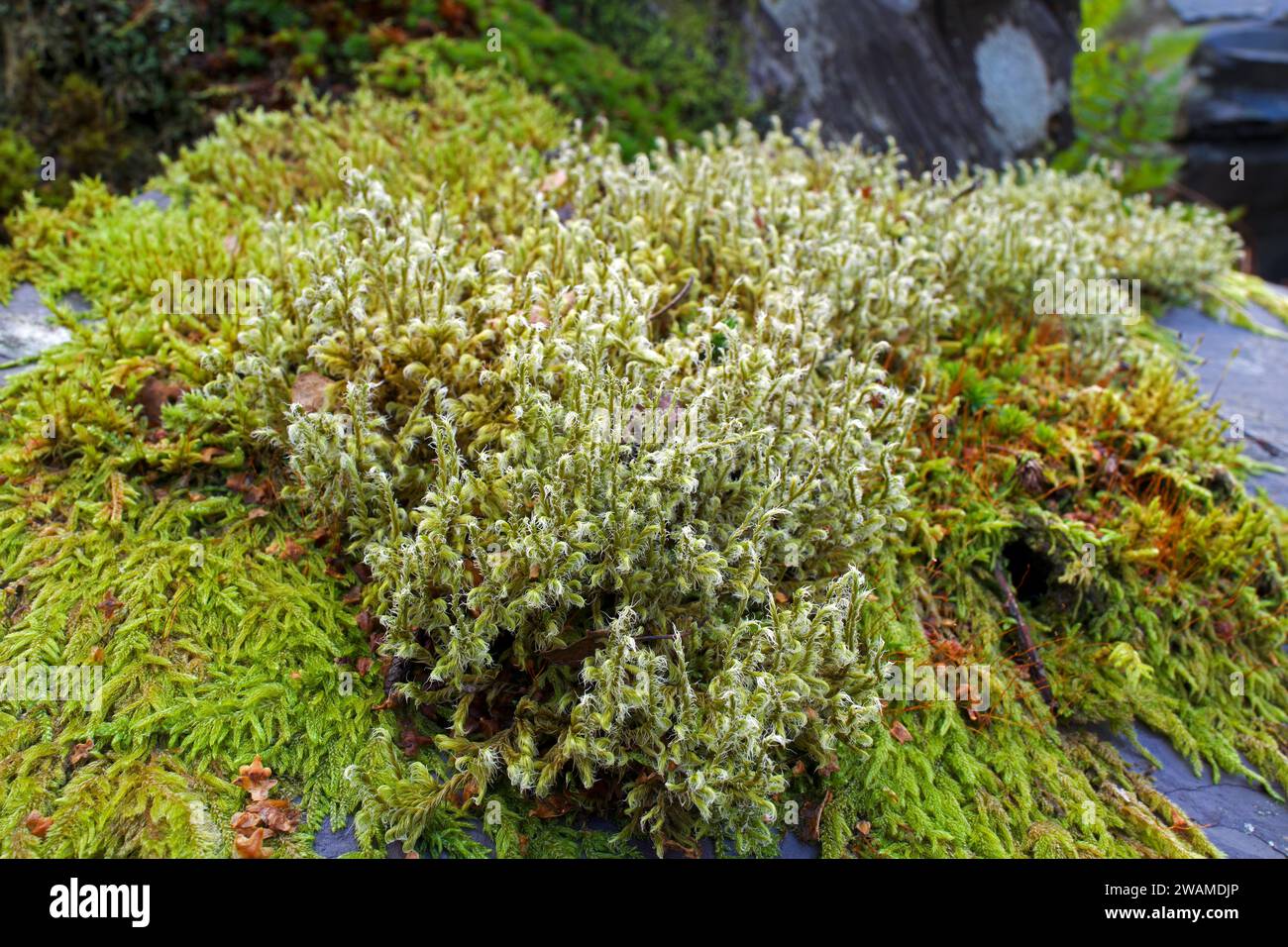 The moss Racomitrium lanuginosum with Hypnum cupressiforme in the background. It is found in montane habitats and arctic tundra. Stock Photo