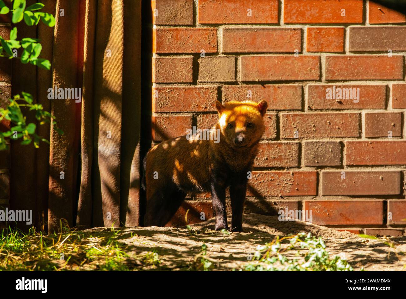 Portrait of female Bush Dog, Scarlet (Speothos venaticus) small brown animal stands against background of brick wall Stock Photo