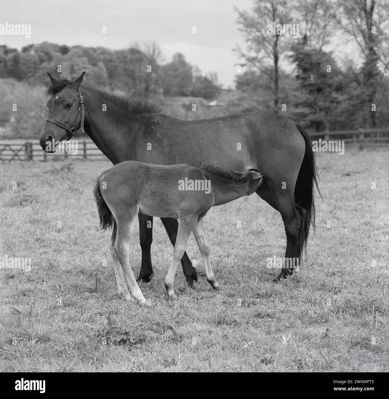 1960s, historical, a horse with its foal in a fenced field, England, UK. Stock Photo