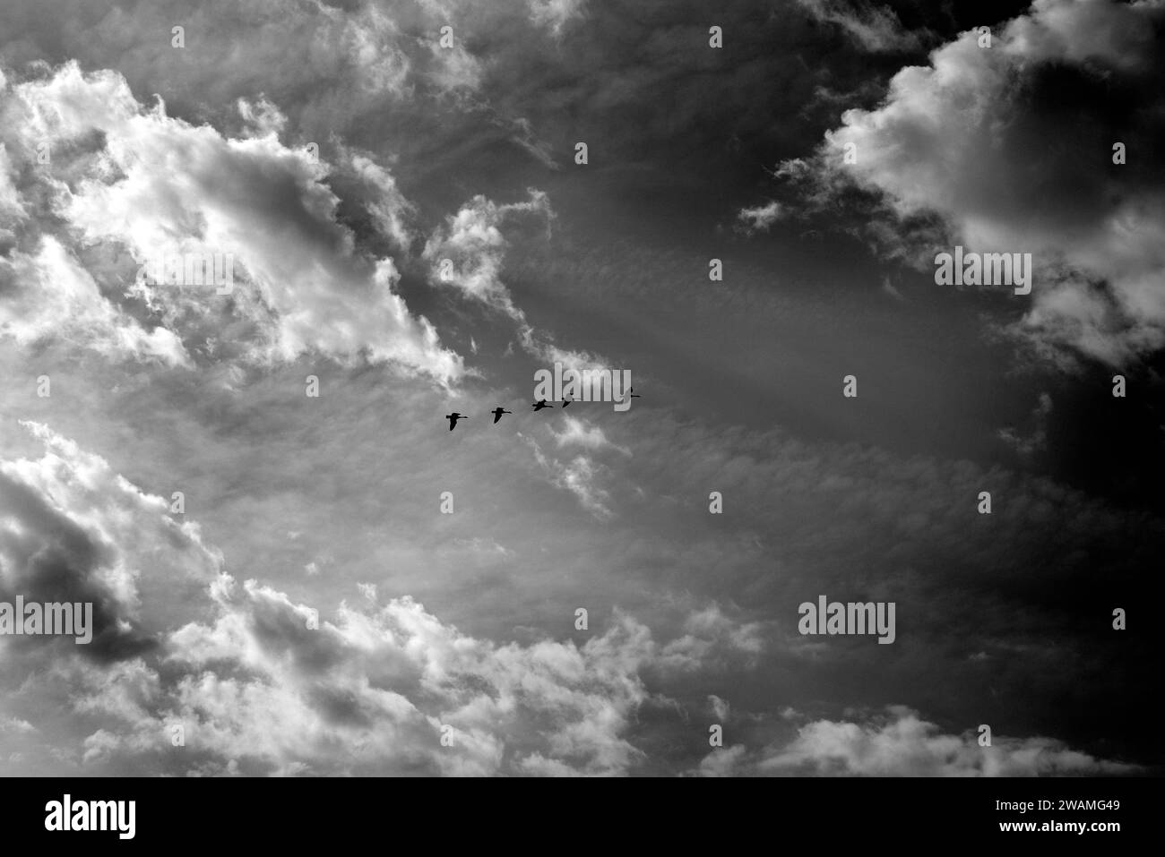 Canadian goose Black and White Stock Photos & Images - Alamy