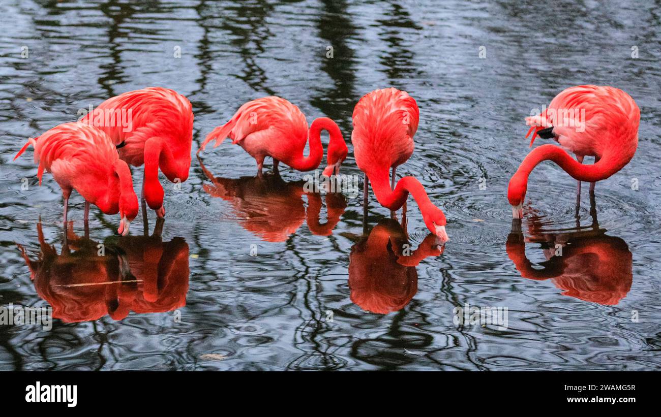 Duisburg, Germany. 05th Jan, 2024. The resident group of beautiful