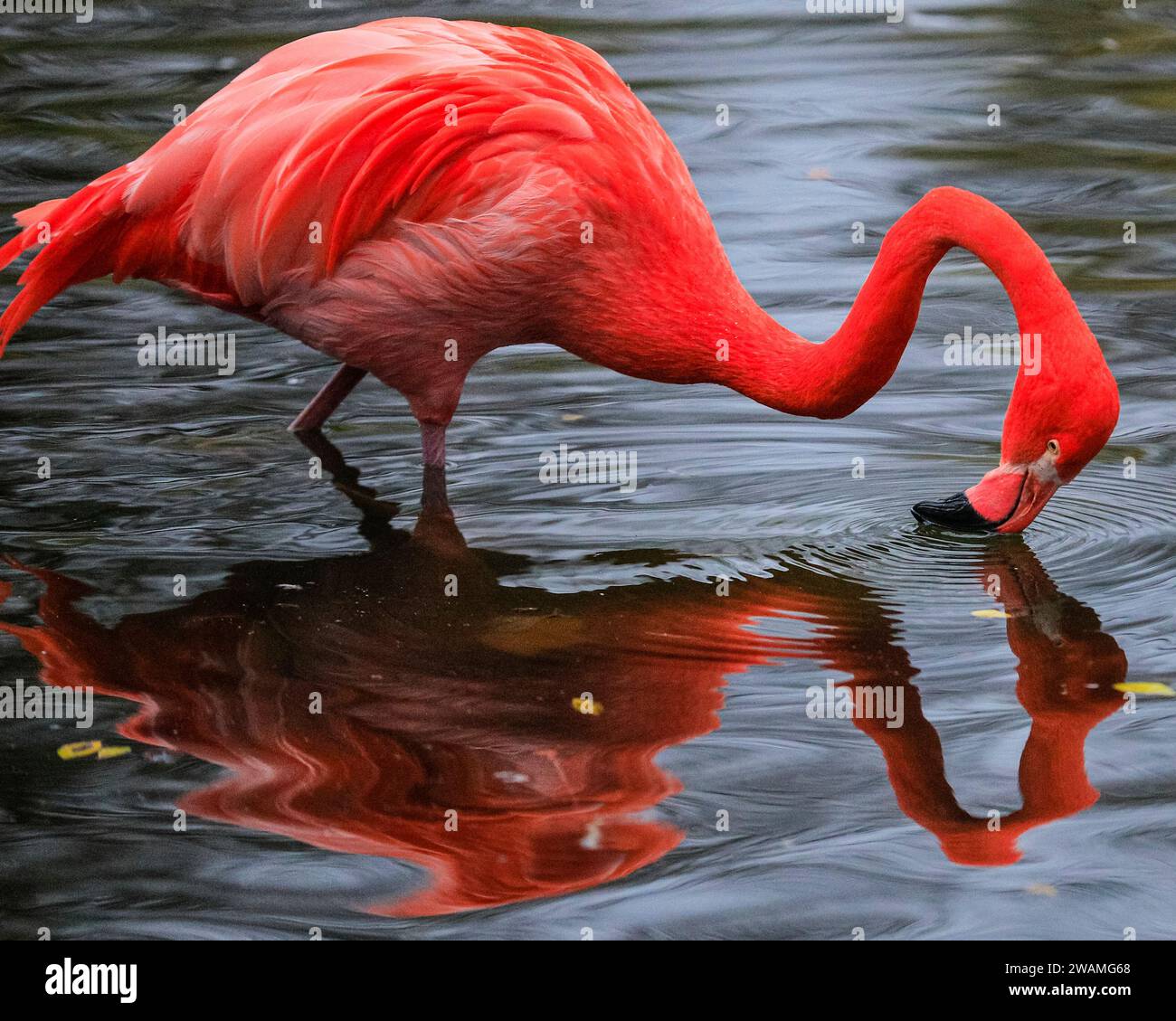 Duisburg, Germany. 05th Jan, 2024. The resident group of beautiful