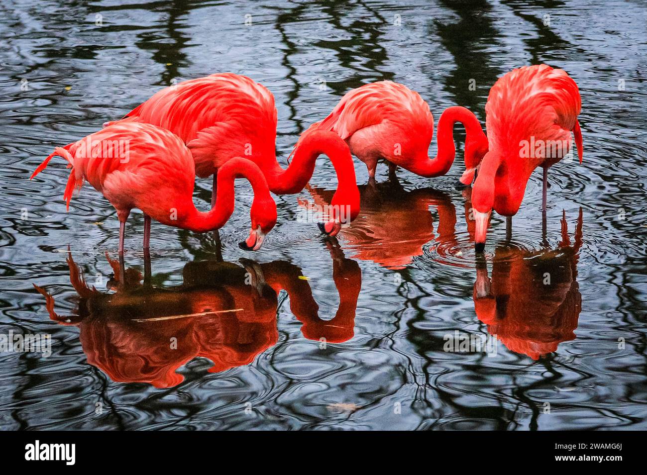 Flamingos Raining Duisburg, Germany. 05th Jan, 2024. The resident group of beautiful ...
