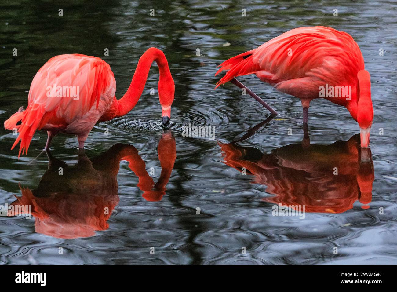 Duisburg, Germany. 05th Jan, 2024. The resident group of beautiful