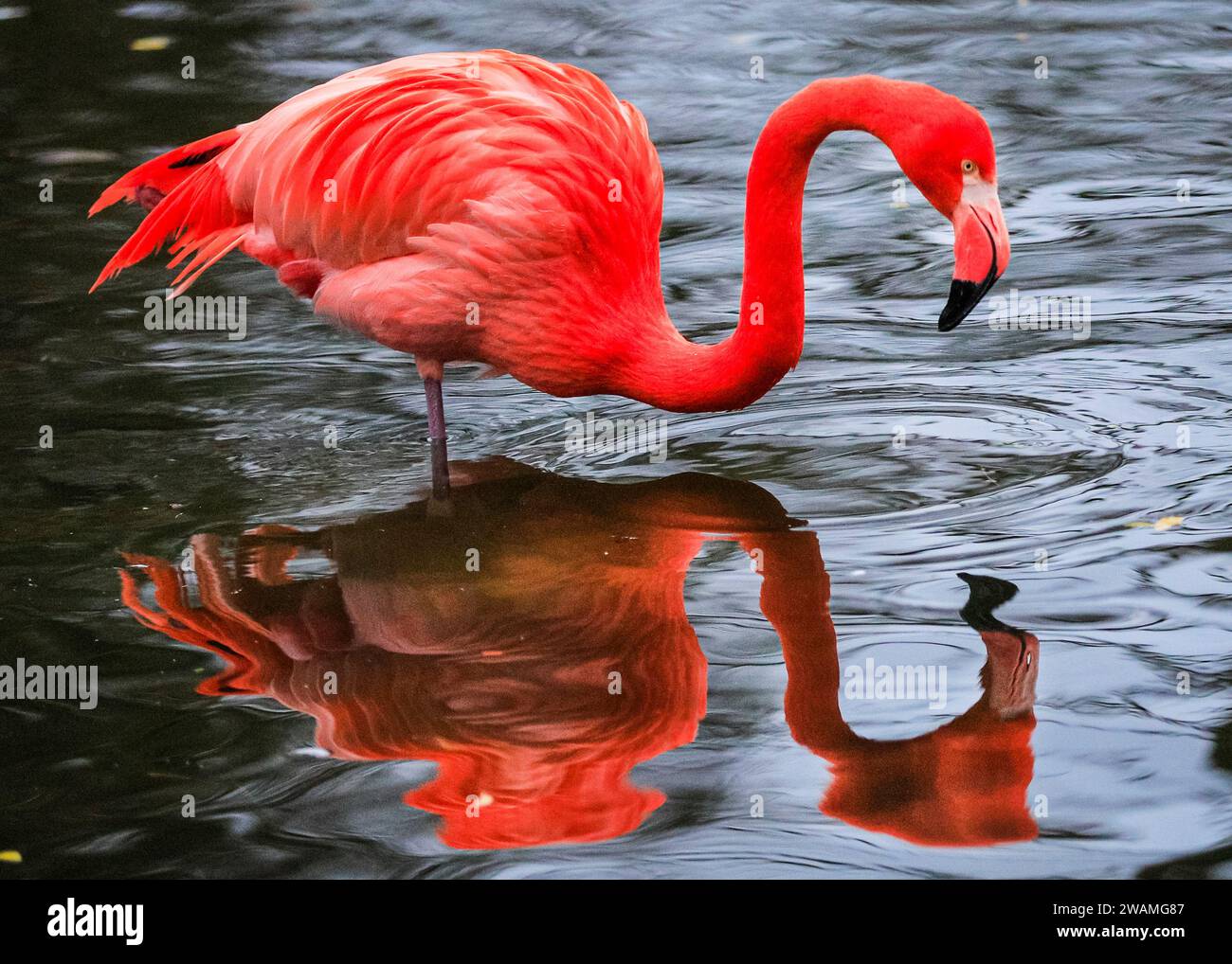 Duisburg, Germany. 05th Jan, 2024. The resident group of beautiful