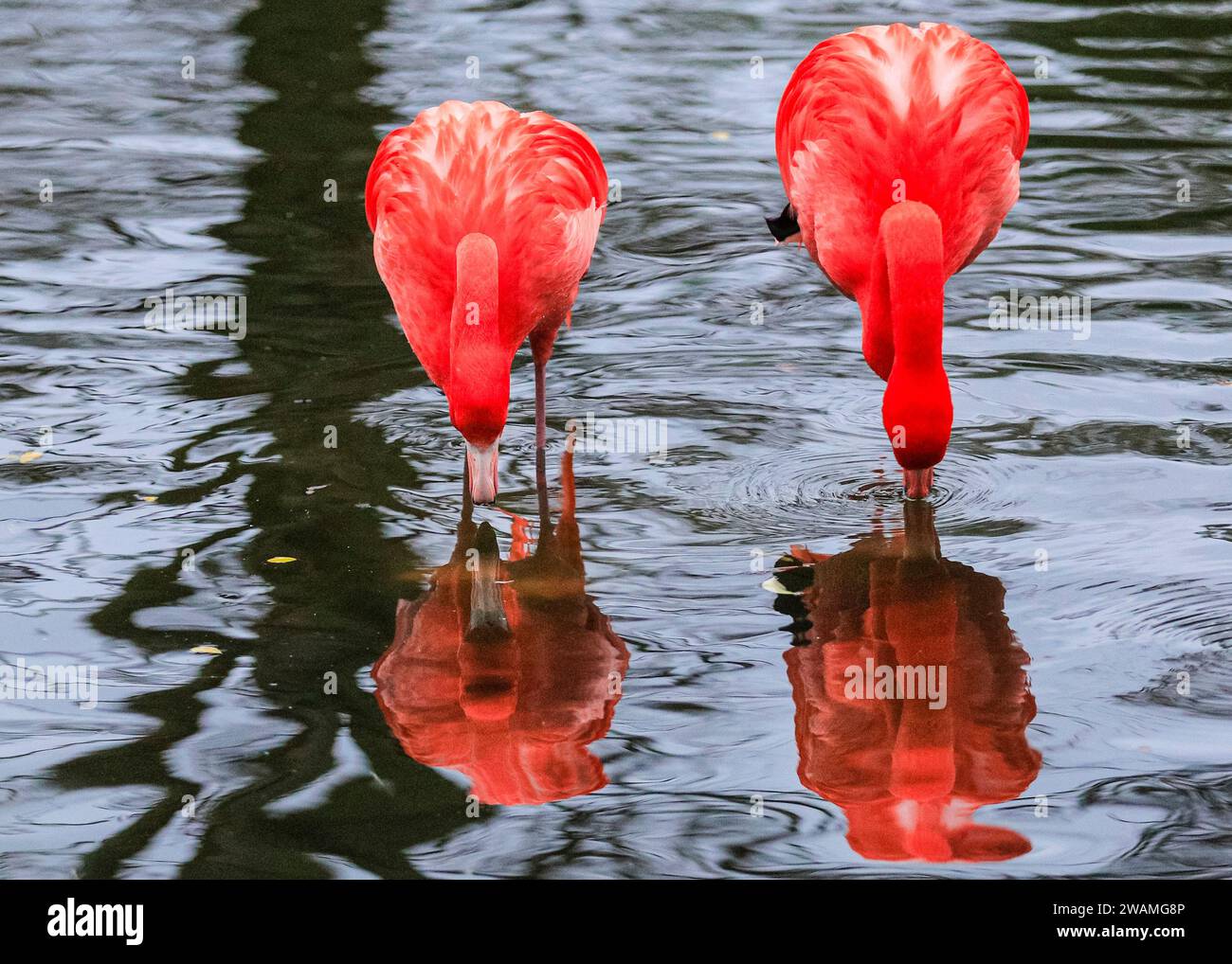 Duisburg, Germany. 05th Jan, 2024. The resident group of beautiful