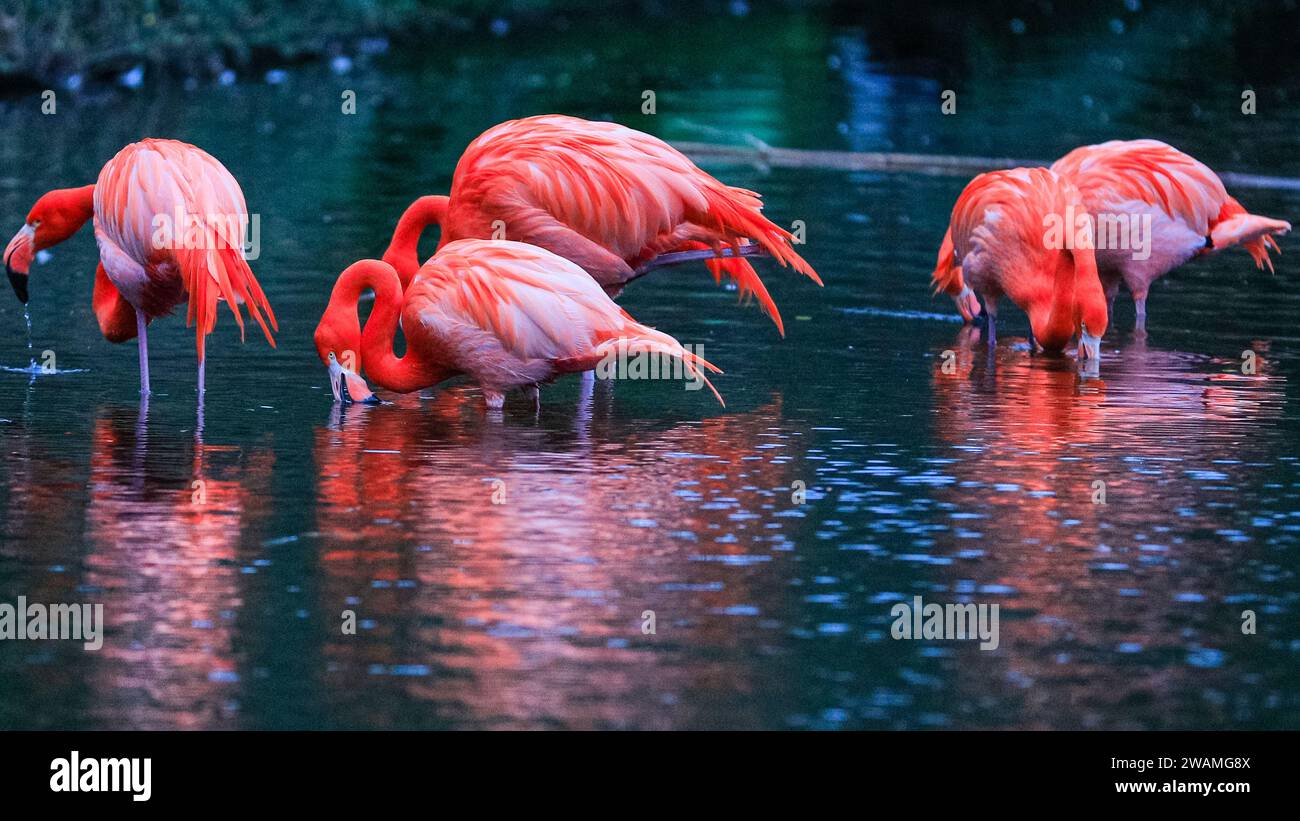 Duisburg, Germany. 05th Jan, 2024. The resident group of beautiful