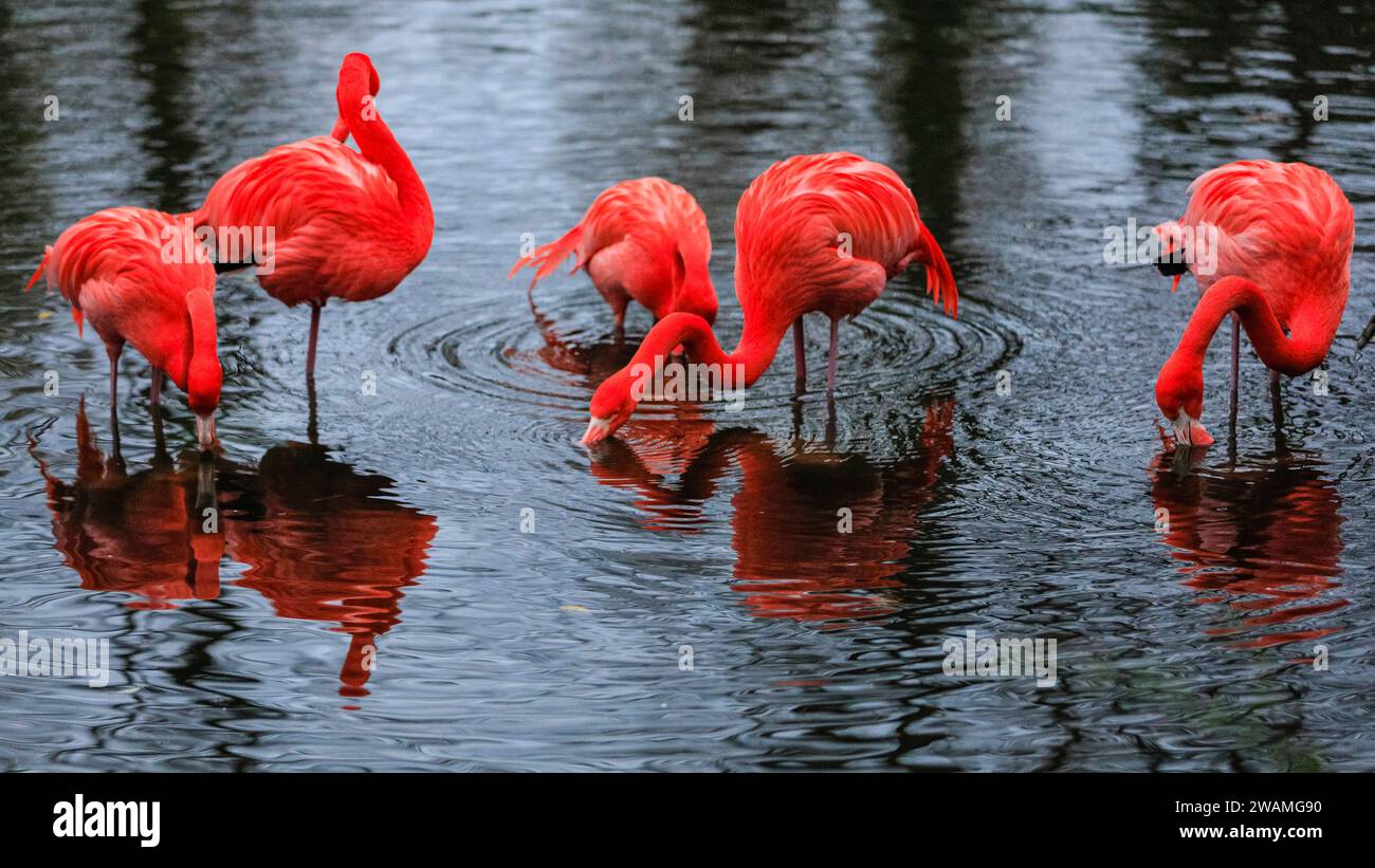 Duisburg, Germany. 05th Jan, 2024. The resident group of beautiful