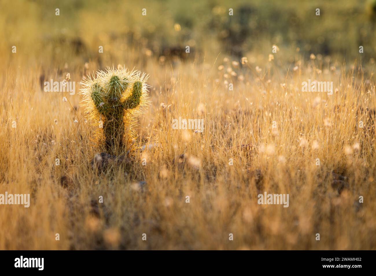 Baby saguaro hi-res stock photography and images - Alamy
