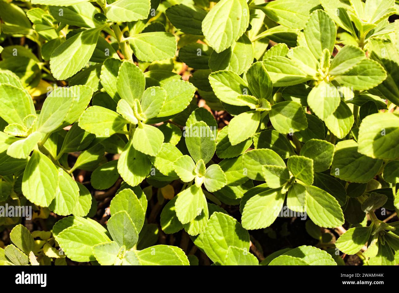 Plectranthus barbatus, called Boldo in Brazil, plant used in Brazilian folk medicine in the form of tea, for digestive and liver problems Stock Photo
