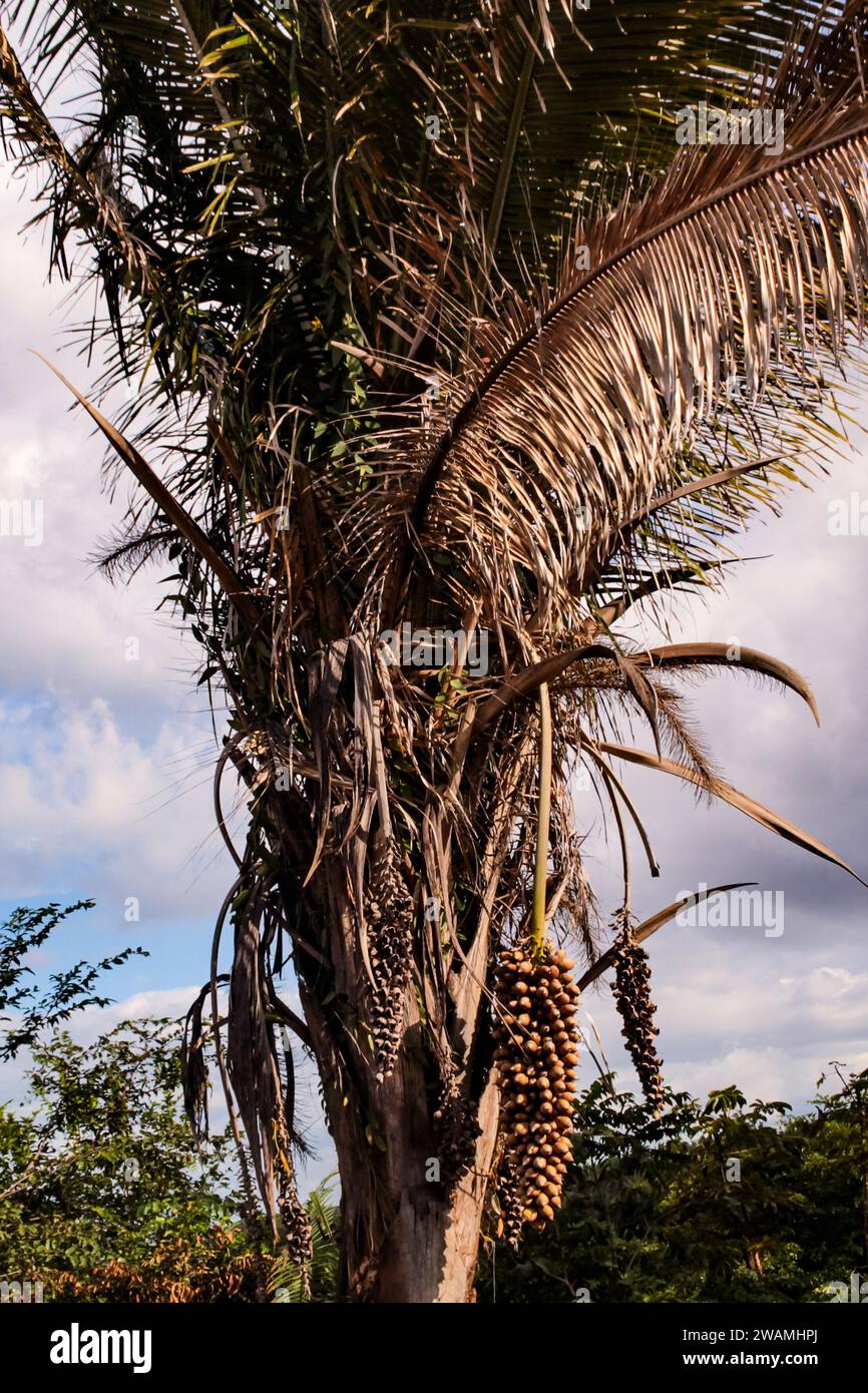 Attalea speciosa palm, known as Babaçu, palm tree with drupaceous fruits with oil and edible seeds, from the North and Northeast of Brazil Stock Photo