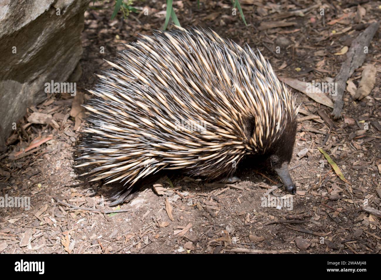 The echidna has spines like a porcupine, a beak like a bird, a pouch like a kangaroo, and lays eggs like a reptile. Also known as spiny anteaters, the Stock Photo
