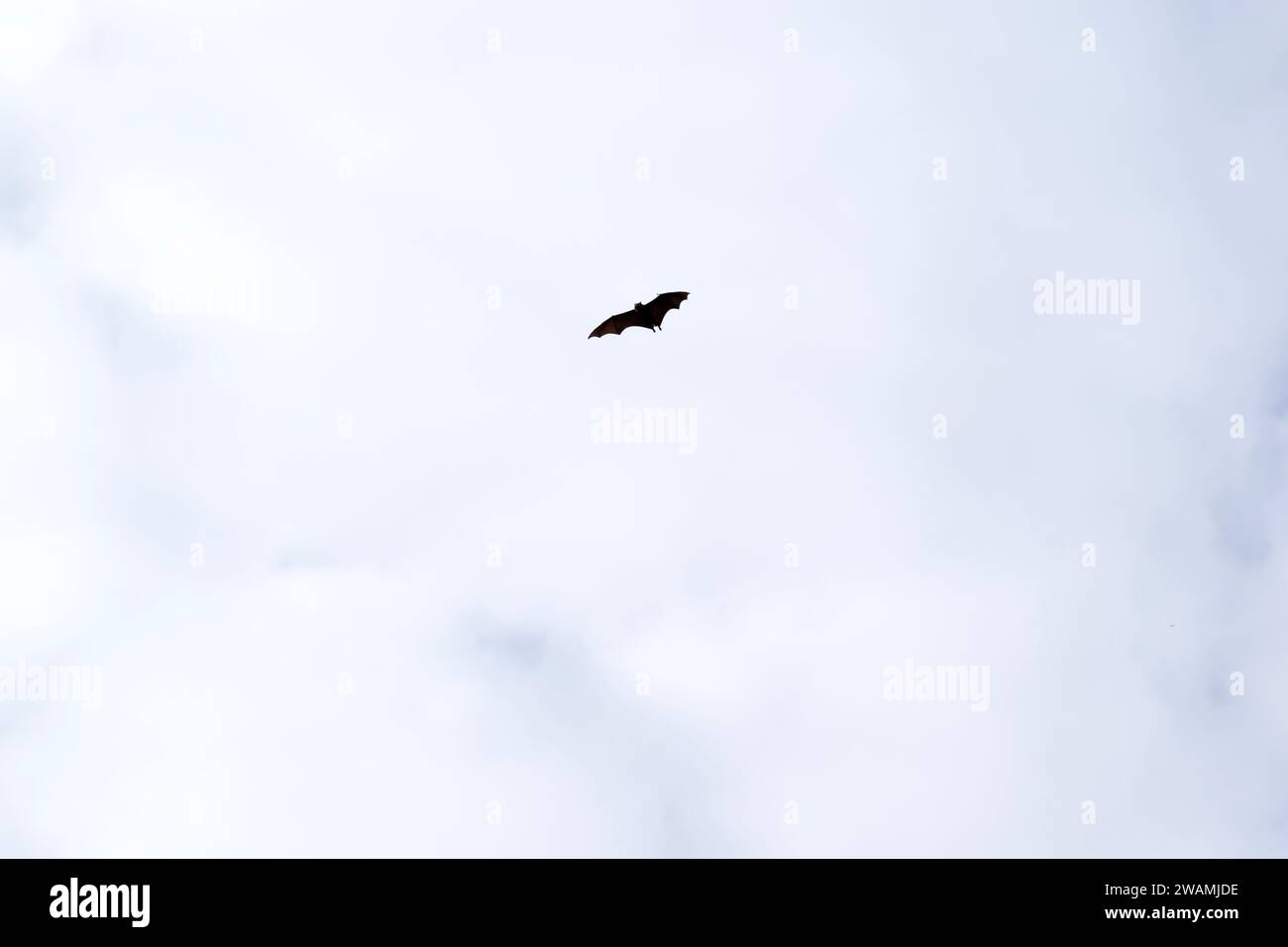 Bats are the only mammals that can fly. Instead of arms or hands, they