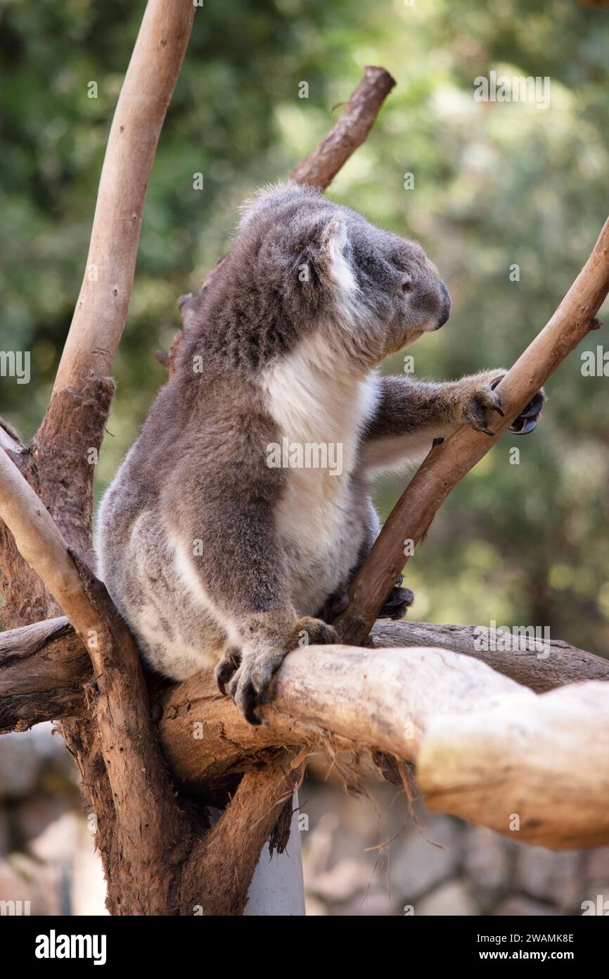 Sports Sun Visor Hats Cute Koala Green Leaves Pattern Fishing Ball