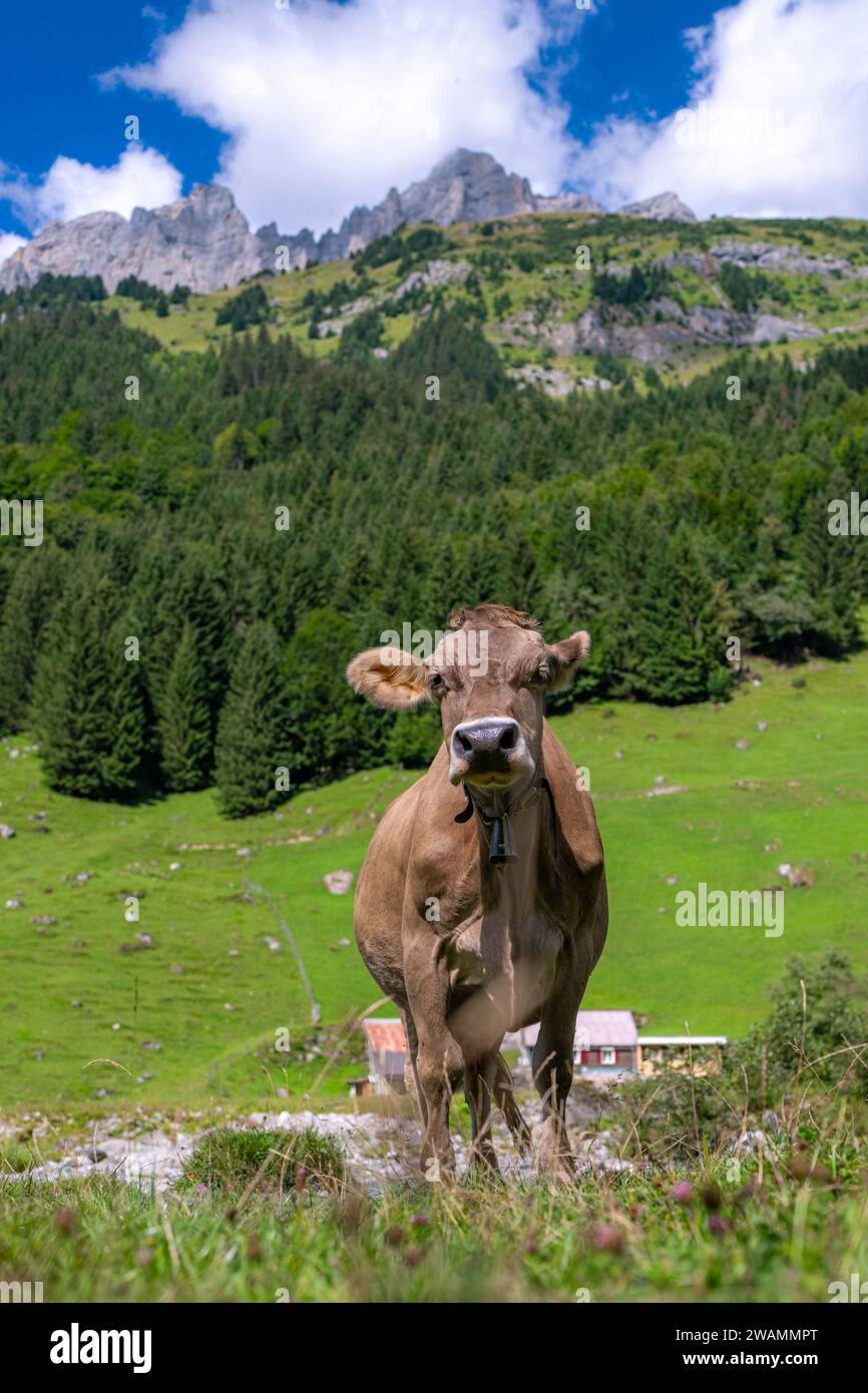 Cow are grazing. Cattle pasture in a grass field Stock Photo - Alamy