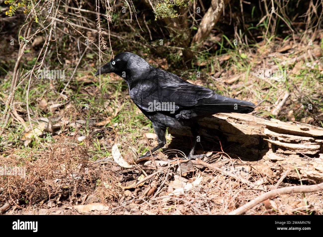 White hackles hi-res stock photography and images - Alamy