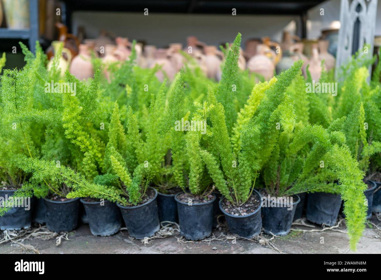 Foxtail asparagus fern plants in plastic pots in outdoor flower shop
