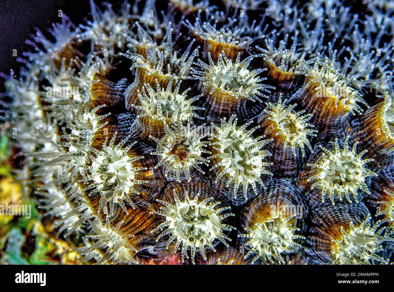 Astreopora is a genus of stony corals in the Acroporidae family. Members of the genus are commonly known as star corals Stock Photo