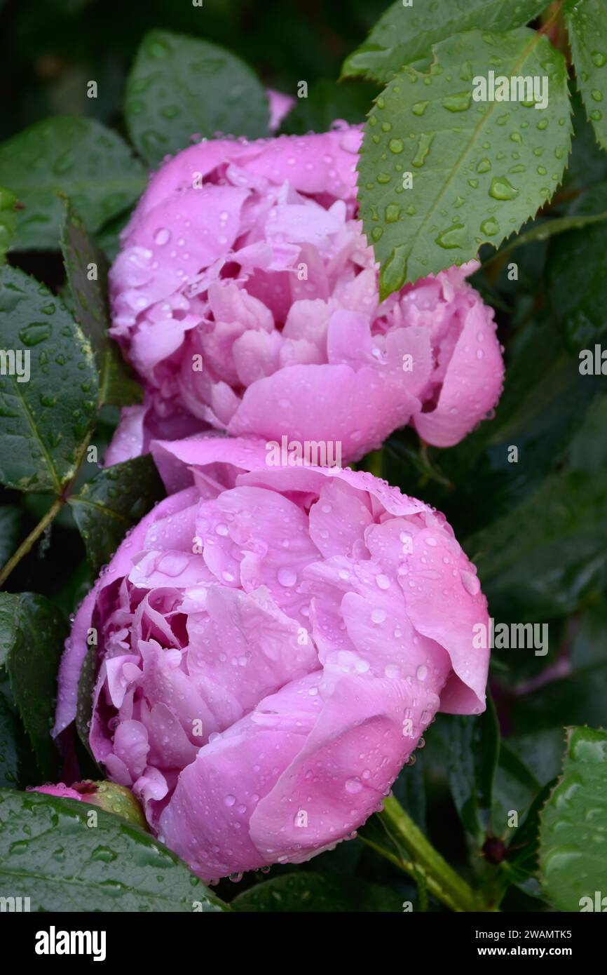 Macro pink peony flowers, rain drops on petals, moody garden, dark green leaves after rain, fragrant flowery aroma, spring blossoms, blooming petals. Stock Photo