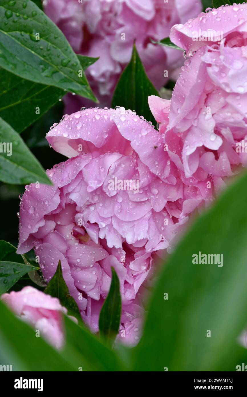 Macro pink peony flowers, rain drops on petals, moody garden, dark green leaves after rain, fragrant flowery aroma, spring blossoms, blooming petals. Stock Photo