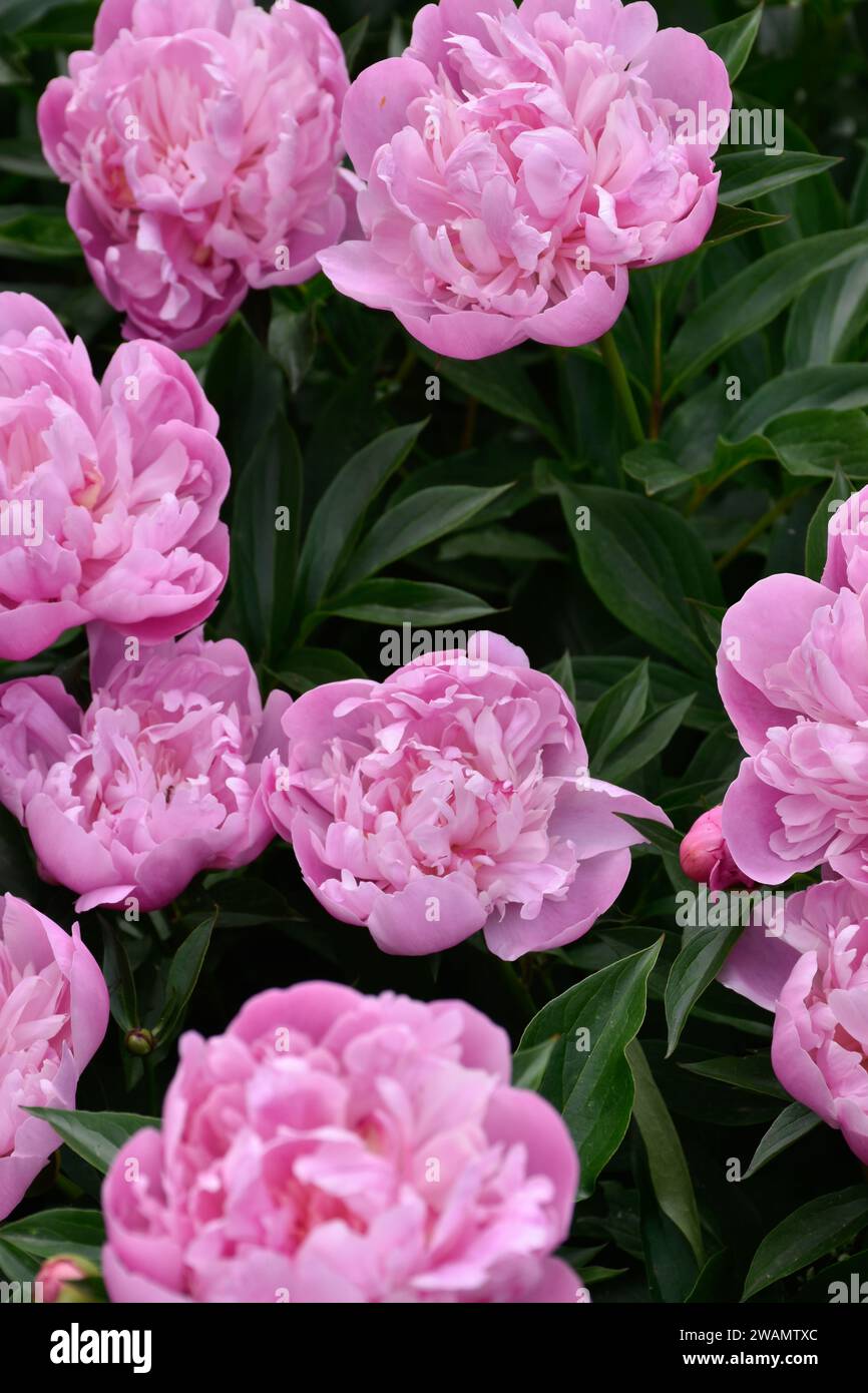 Pretty pink peonies flowers in moody garden, dark green leaves, fragrant flowery aroma, spring blossoms, blooming petals, lush flower bush. Stock Photo
