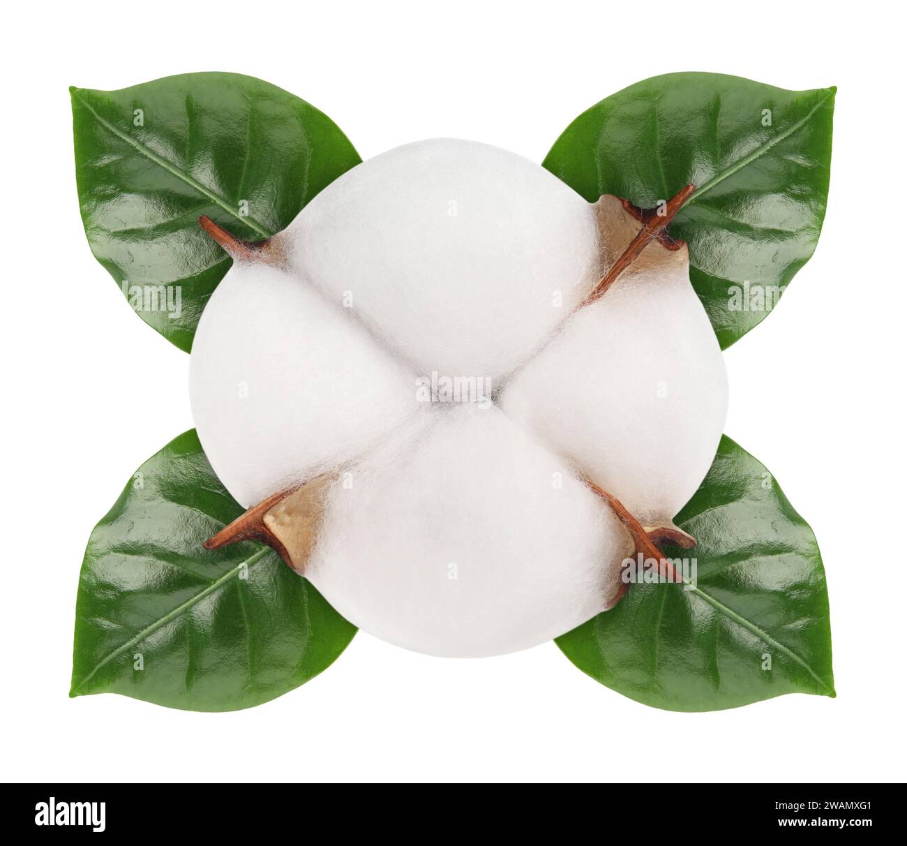 Cotton Plant Green Cotton Boll Isolated White Background Stock