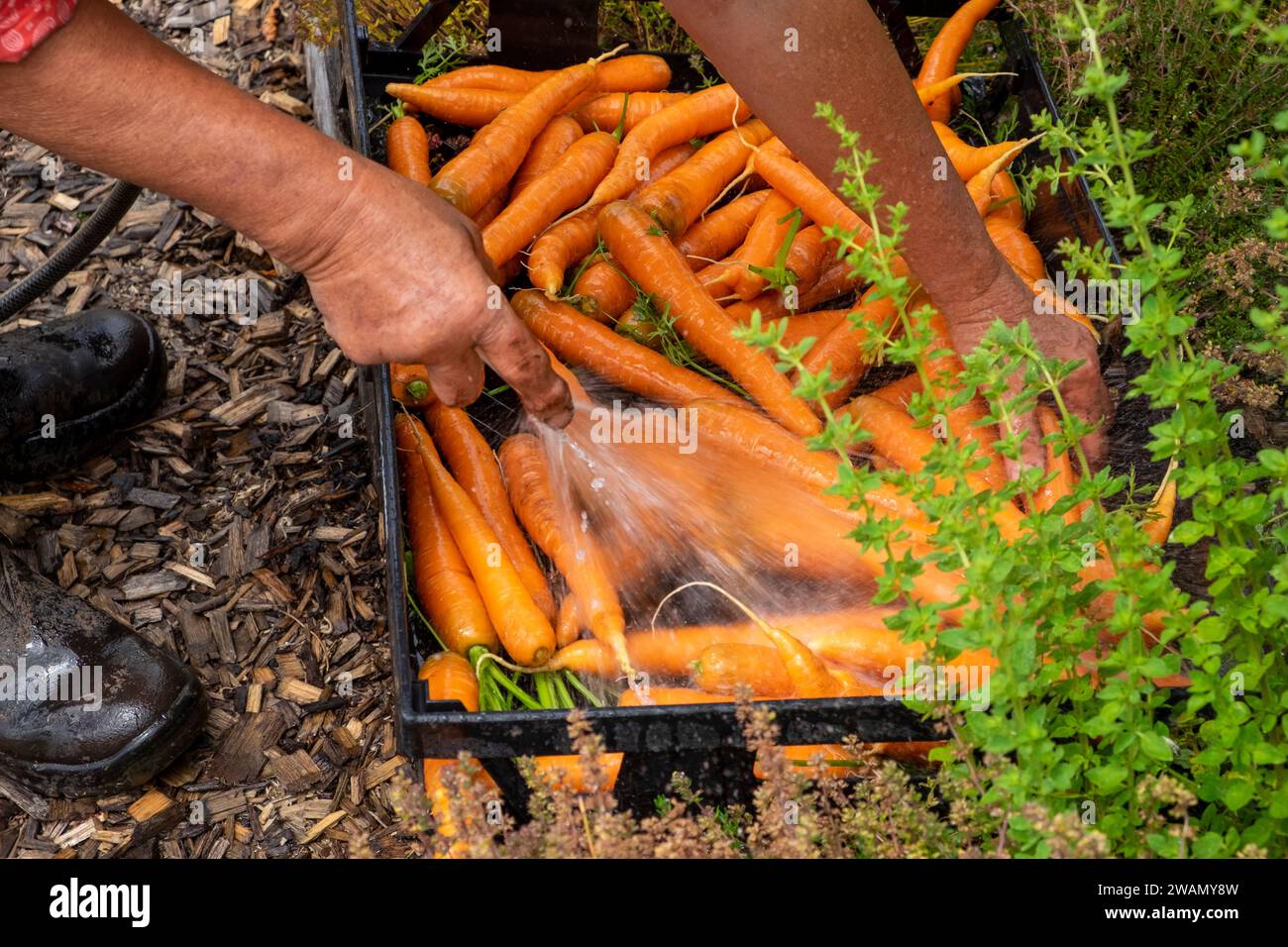 Washing fresh picked carrots using a hose and a plastic bakers tray. Stock Photo