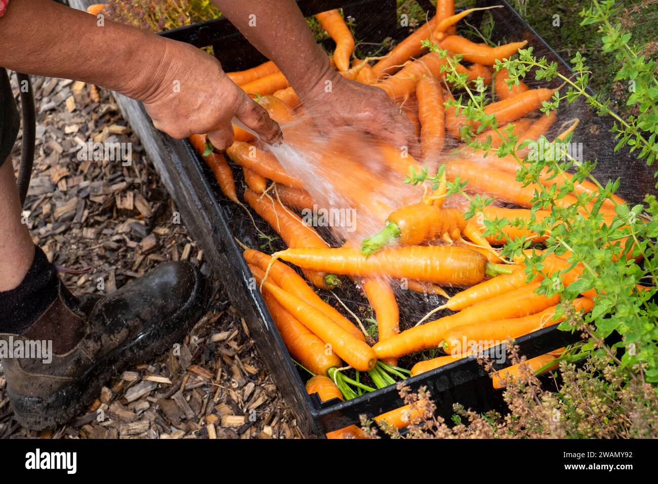 Washing fresh picked carrots using a hose and a plastic bakers tray. Stock Photo