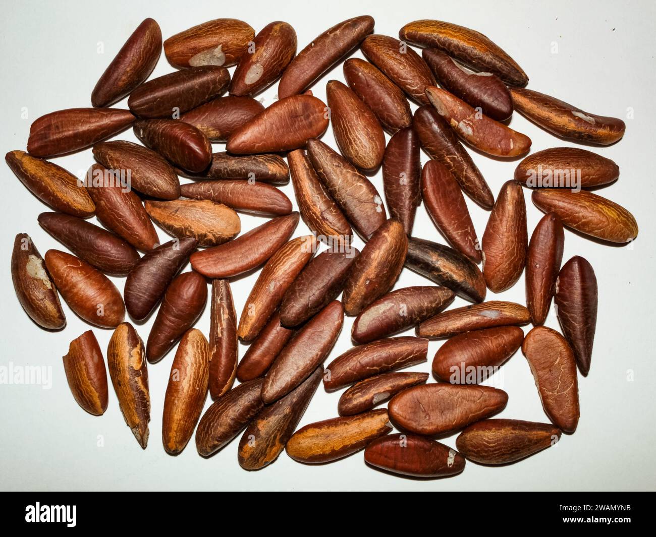 A portion of shelled almonds, from the babassu palm, Attalea speciosa, on a white surface Stock Photo