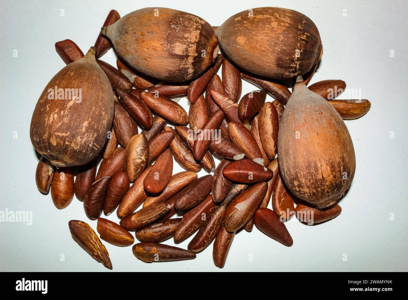 Shelled coconuts and almonds, from the babassu palm, Attalea speciosa. Stock Photo