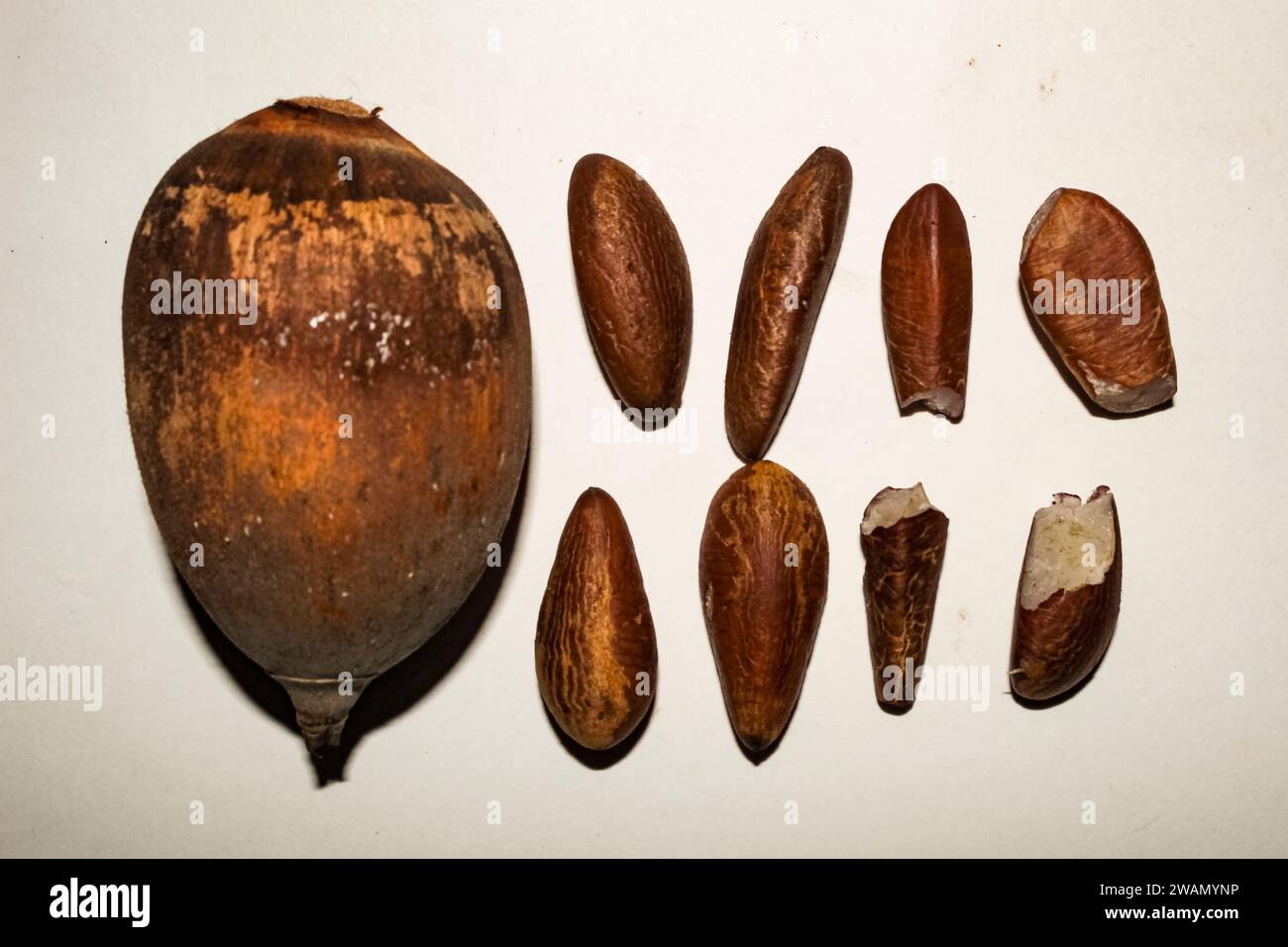 Shelled coconuts and almonds, from the babassu palm, Attalea speciosa, on a white surface Stock Photo
