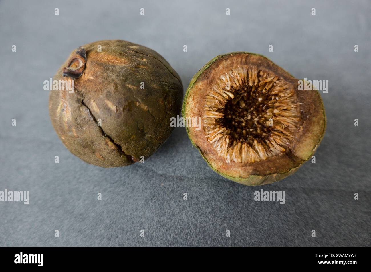 Geigen-Feige (Ficus lyrata) - berreife Frchte, Gran Canaria, Spanien,  Maspalomas Stock Photo - Alamy
