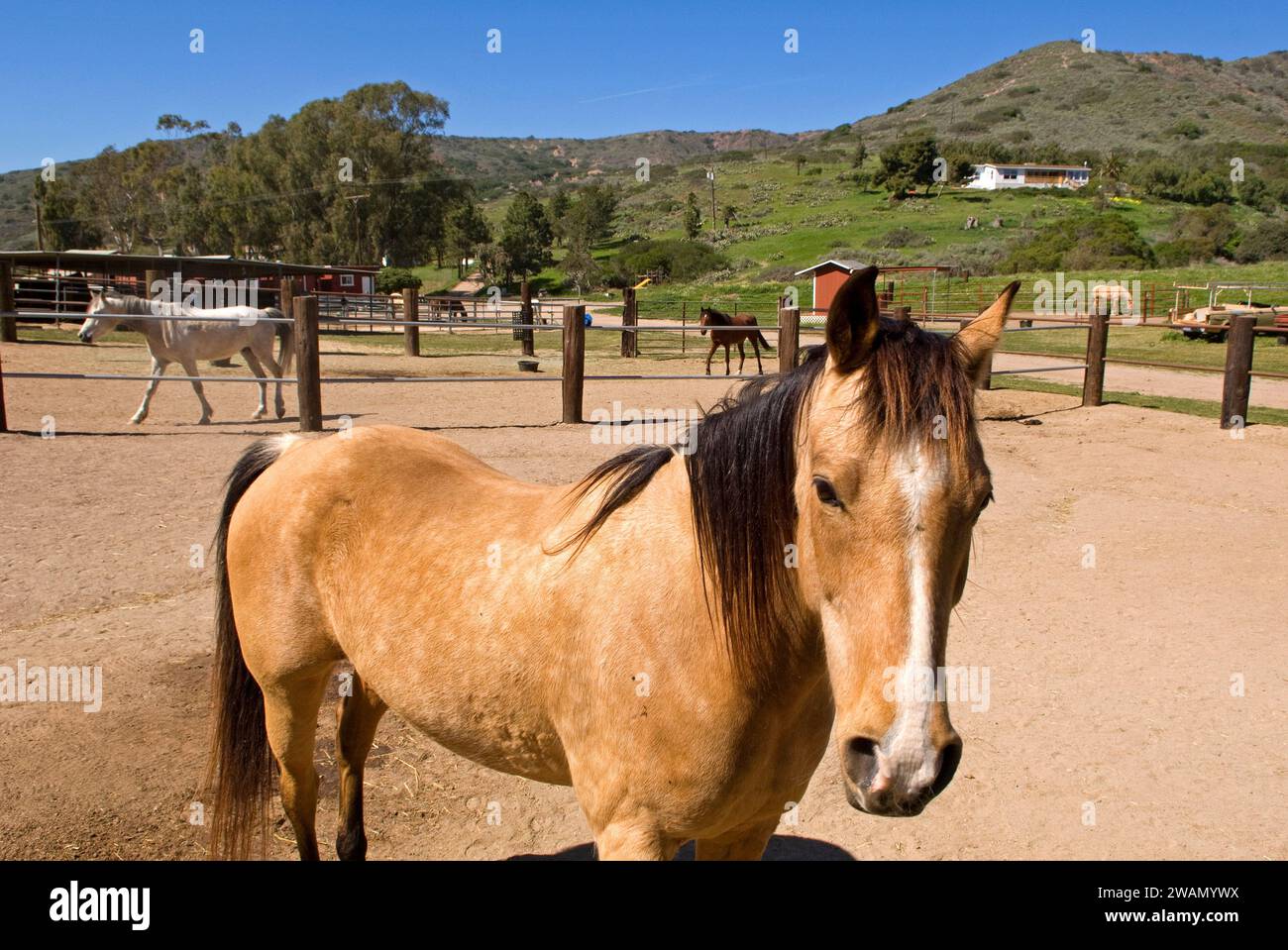 Horse, ranch, Catalina Island, California, USA Stock Photo Alamy