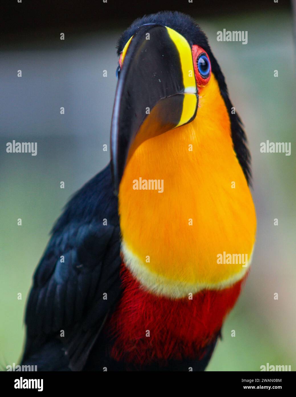 The toucan, a Brazilian bird, from the Ramphastidae family, lives in the tropical forests of Central and South America. Stock Photo
