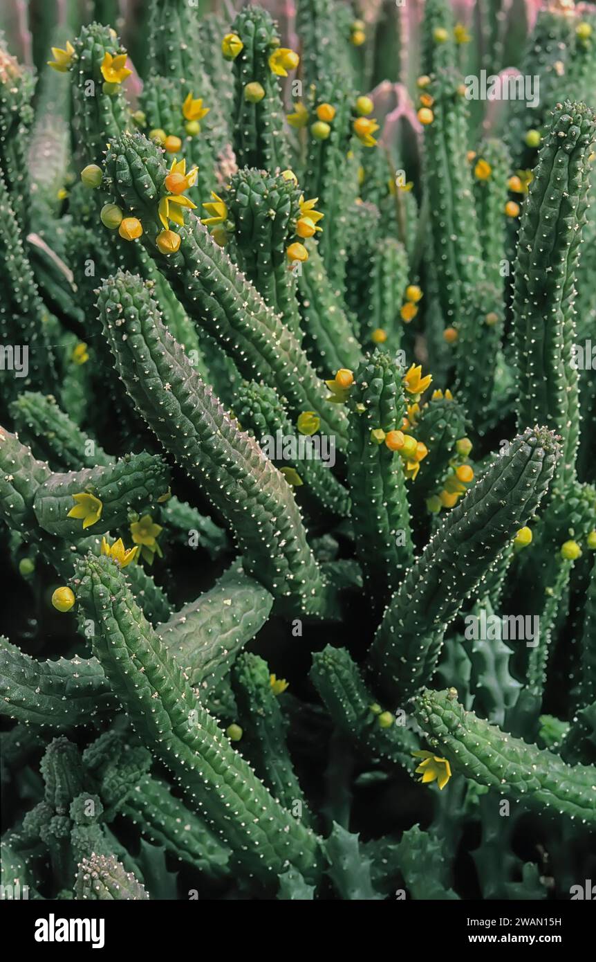 Echidnopsis cereiformis, Apocynaceae. Ornamental succulent plant. rare herb of desert, yellow flower. Stock Photo