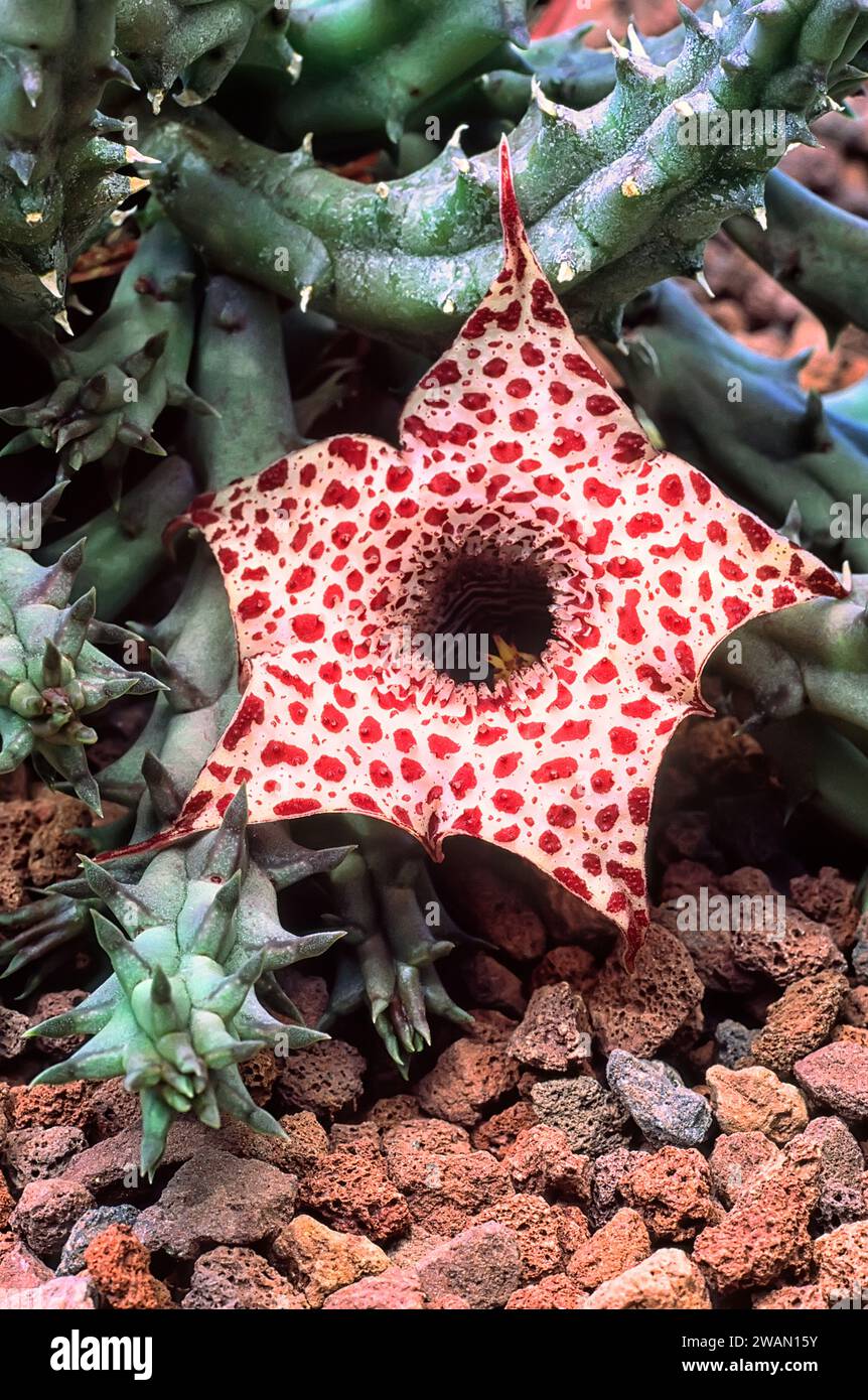 Huernia occulta, Apocynaceae. Unusual succulent plant. Rare herb of desert. red flower. Stock Photo